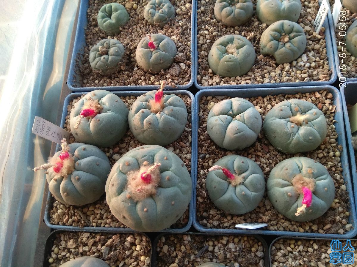 银母