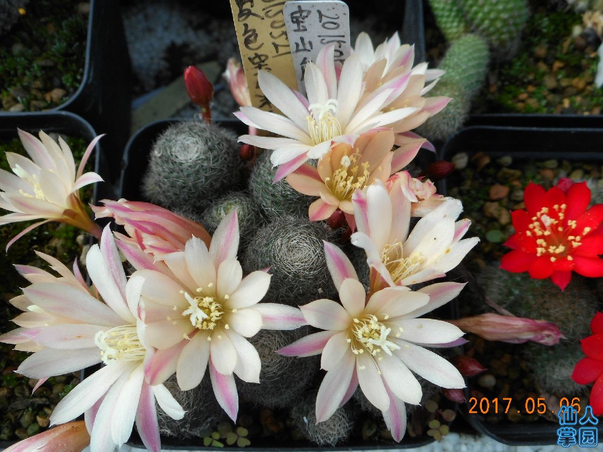 宝山20170521 016.jpg