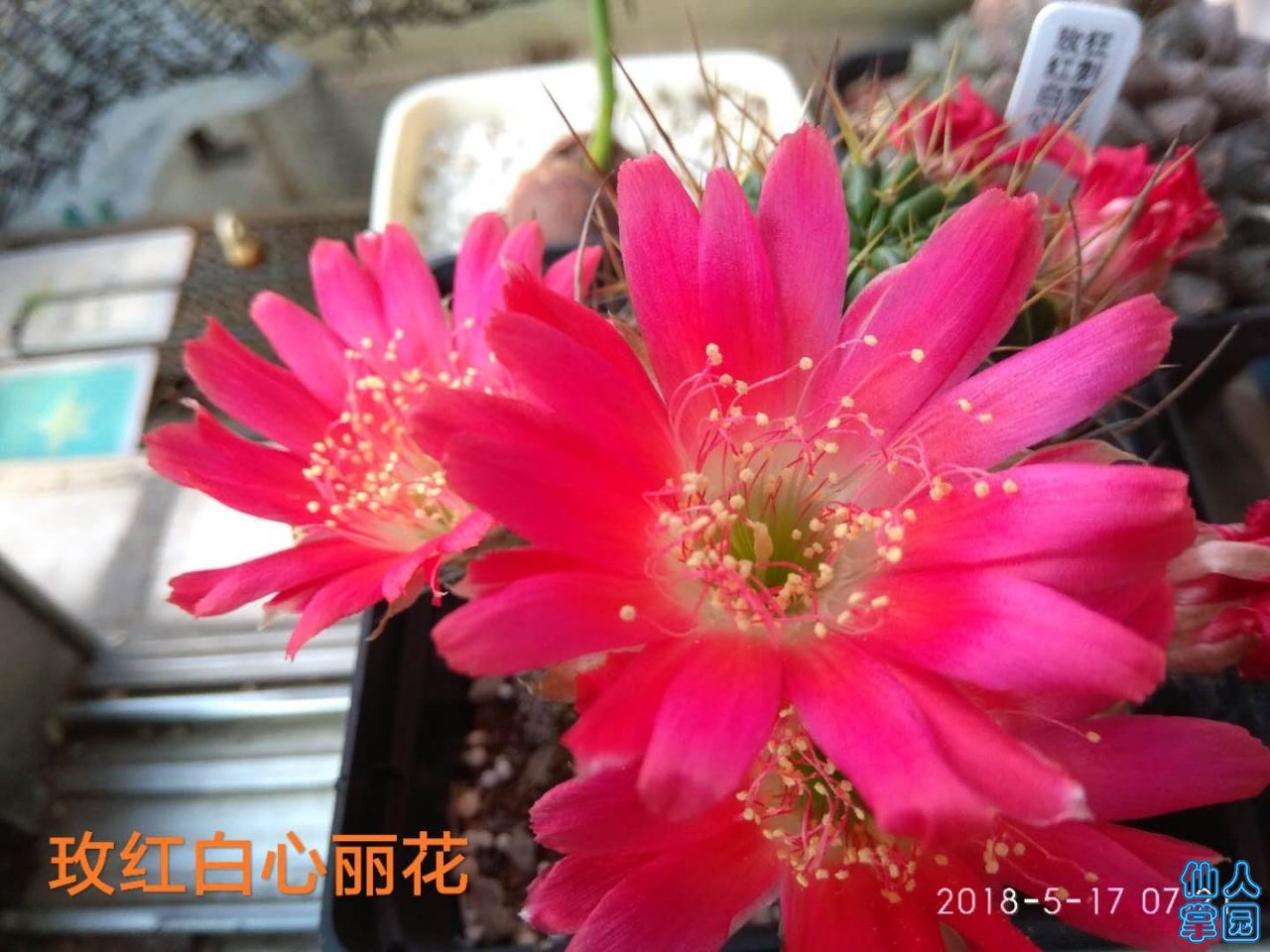 ?白心丽花母本.jpg