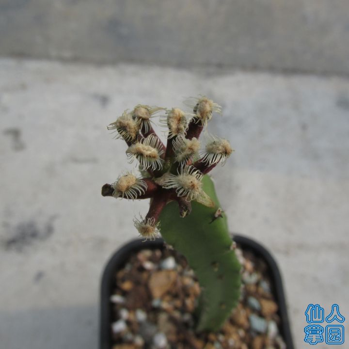 185239hyioia1szi1ajwjw.jpg