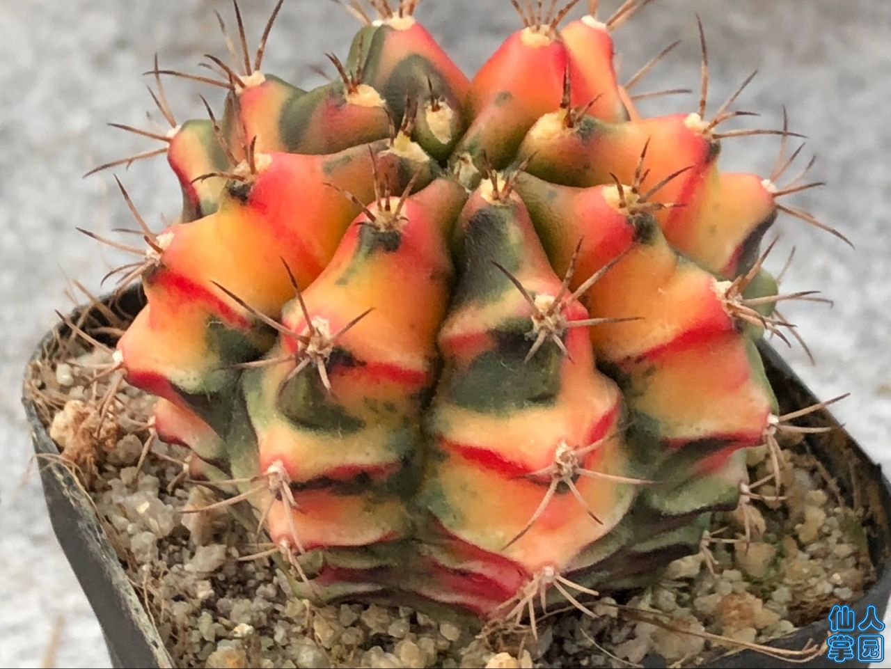 ͬϲͼ