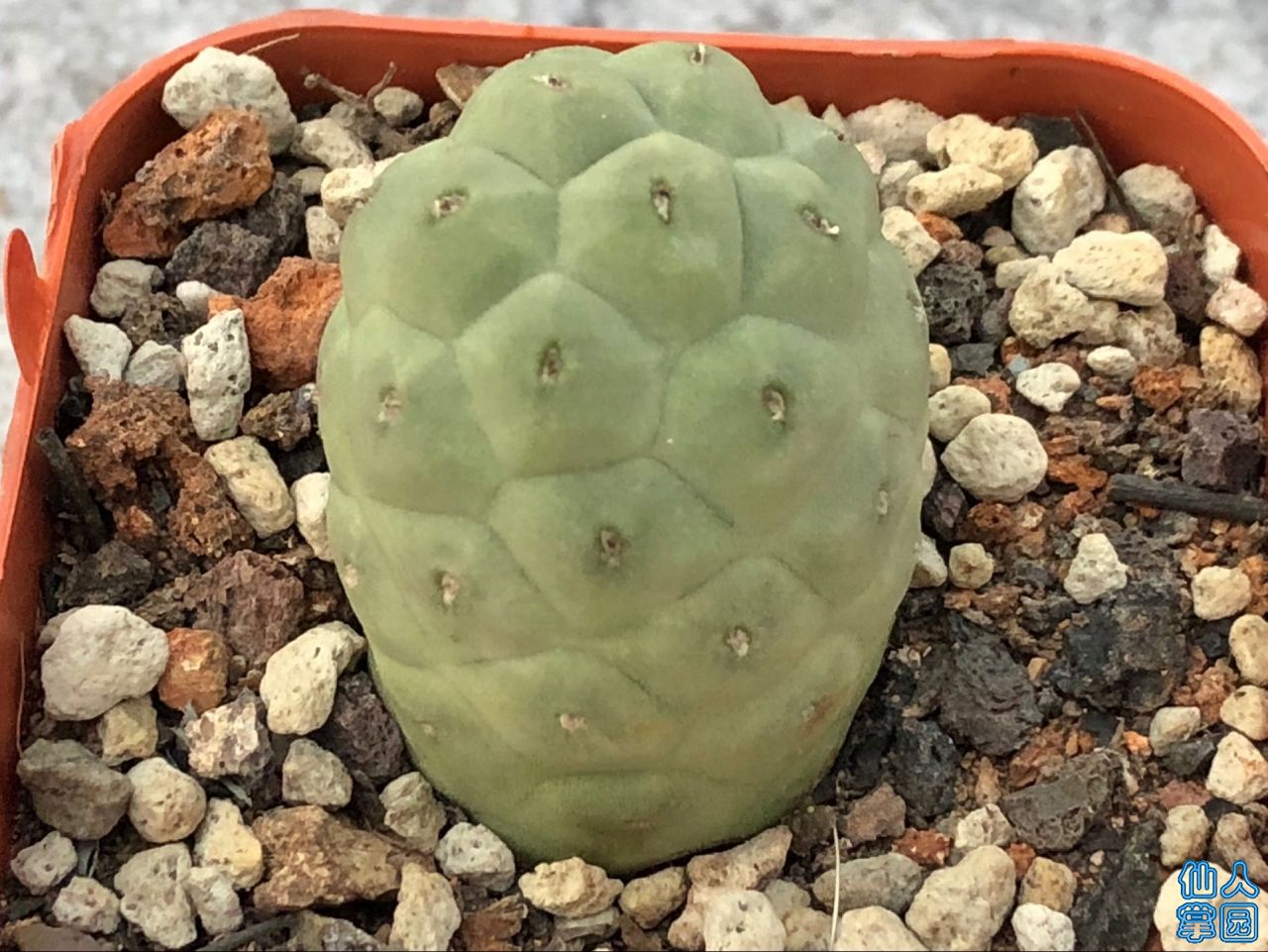 ͬϲͼ
