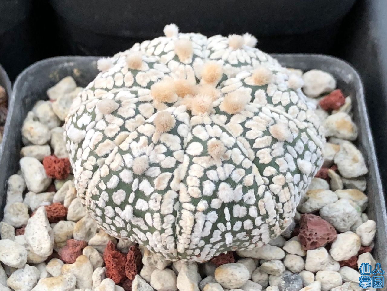 ͬϲͼ