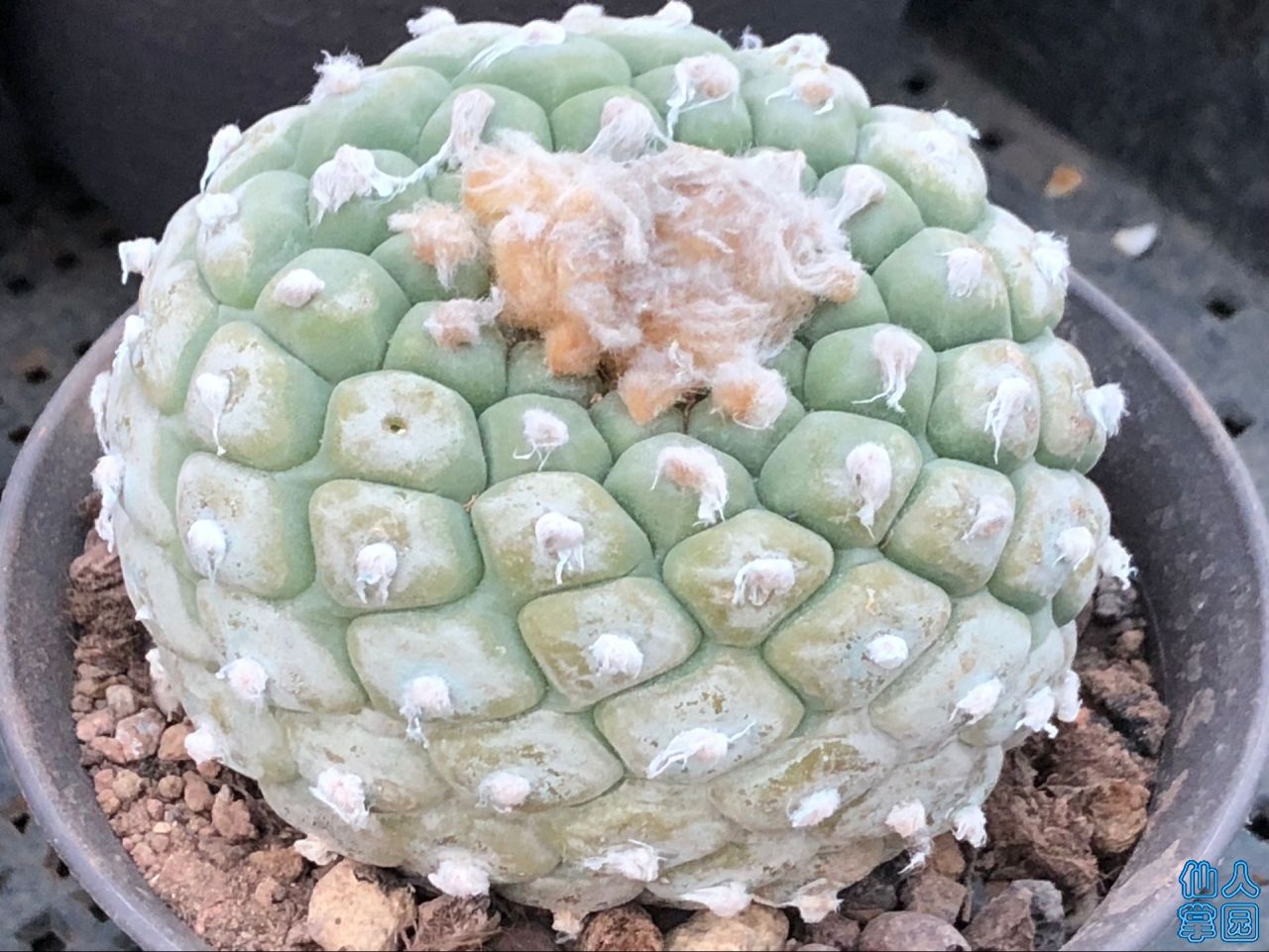 Ըͷ8.5-1100ϵ