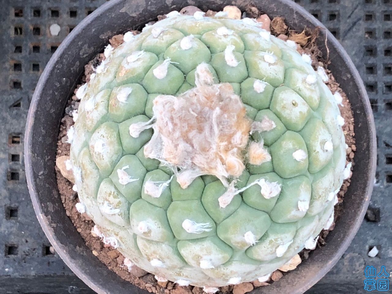 ͬ