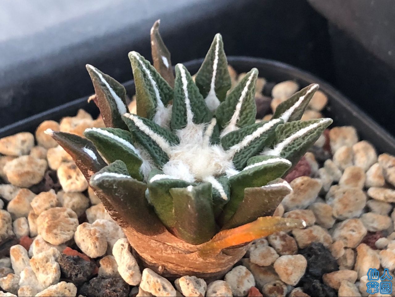 ͬϲ