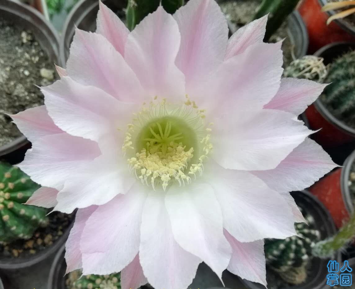 9号彩