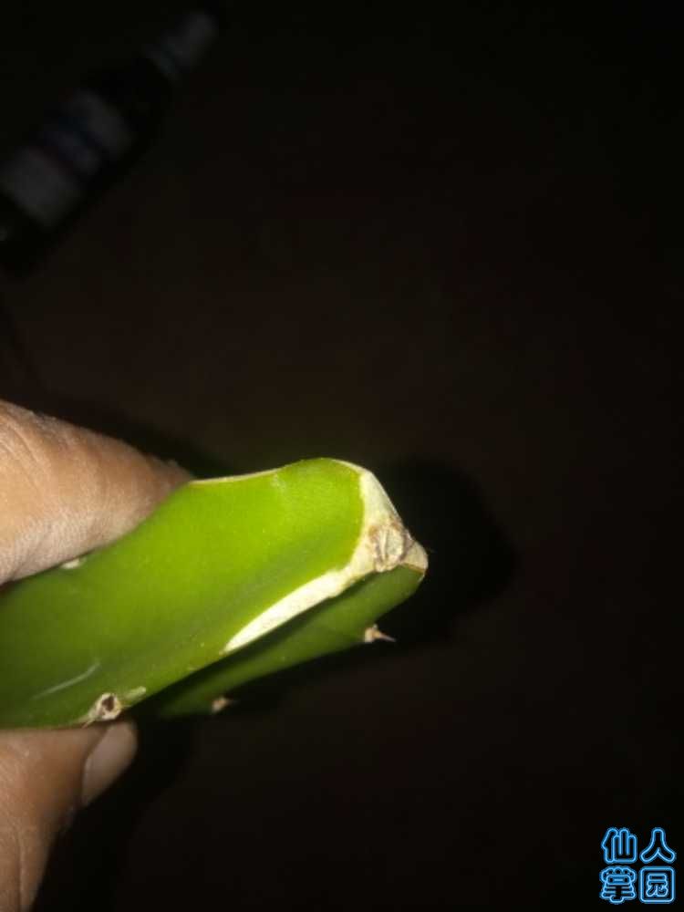 IMG_20180813_205705.jpg