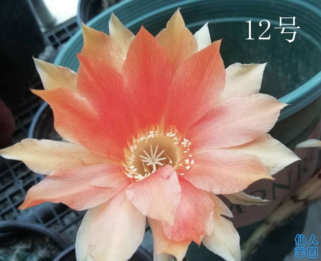 12号彩