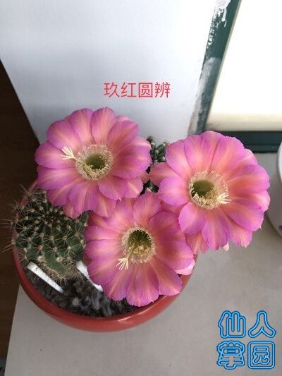 04.jpg