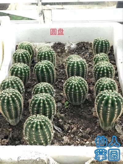 圆盘小球.jpg