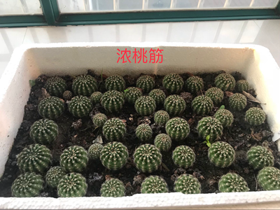 浓?筋小