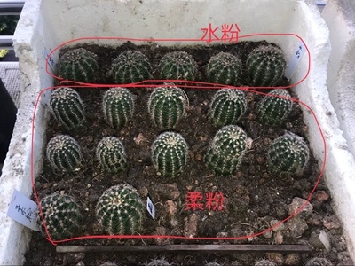 水粉、柔