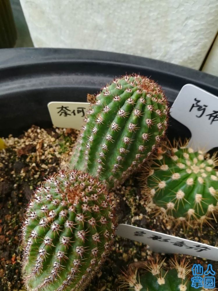 奈何之花.jpg