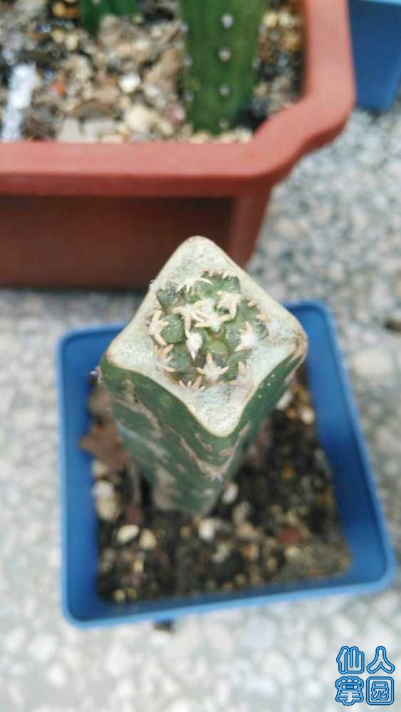 mmexport1535272759150.jpg