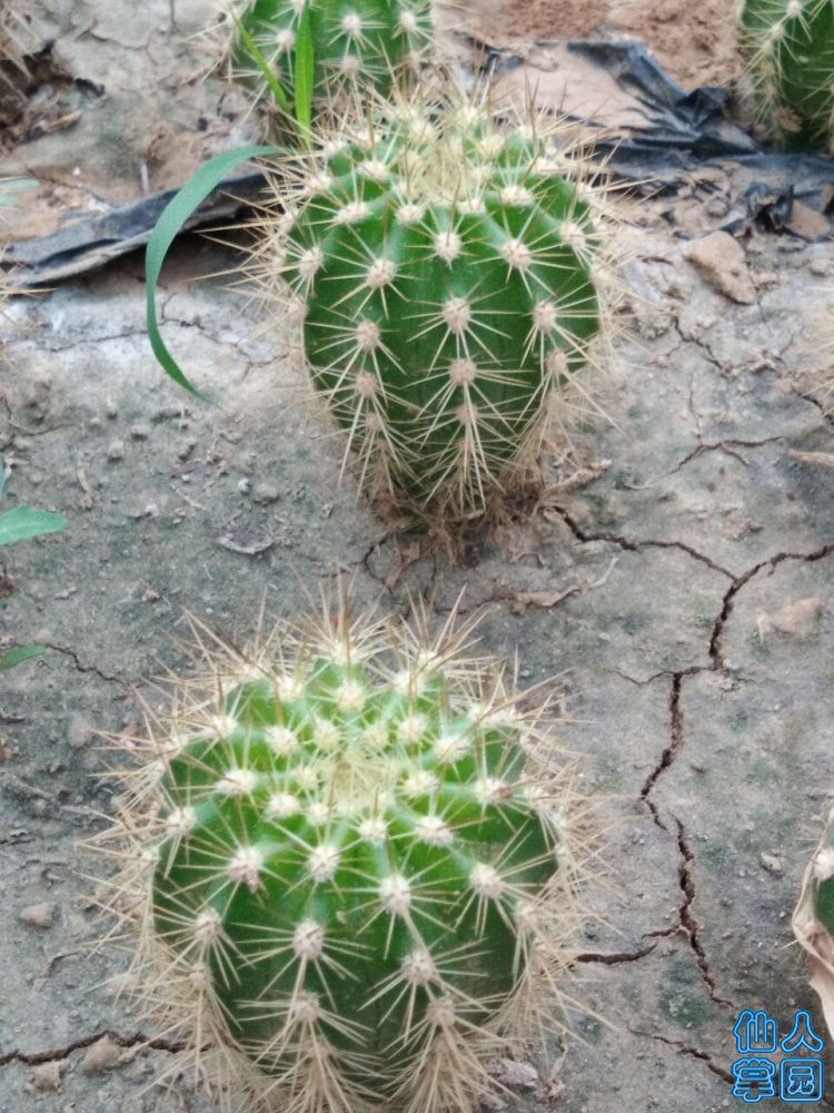 毛花