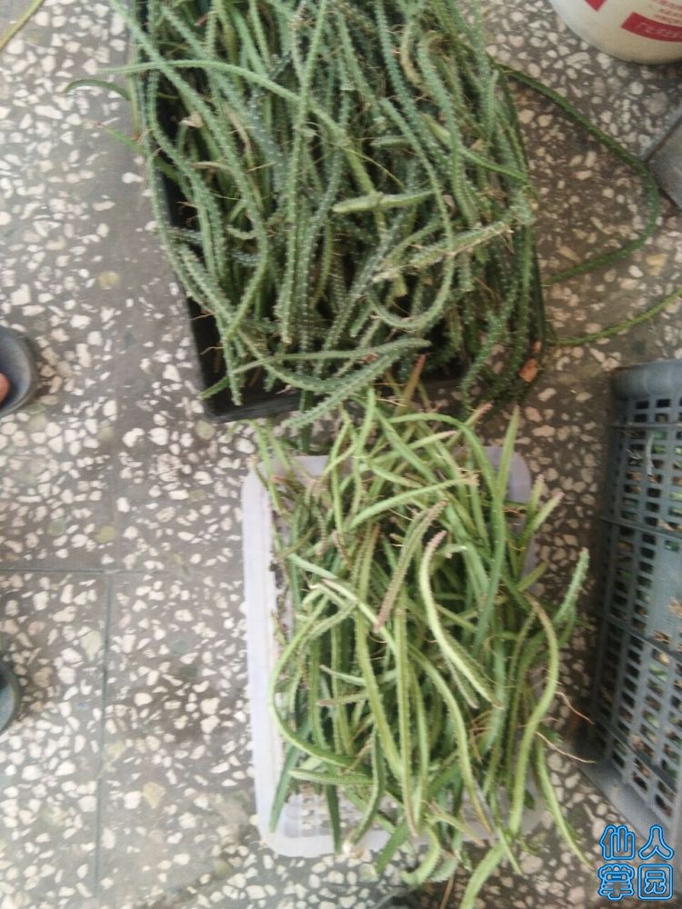 黑龙蛇鞭.jpg
