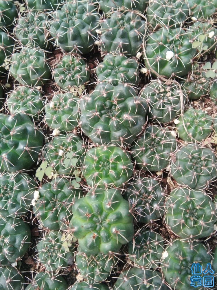 菲花