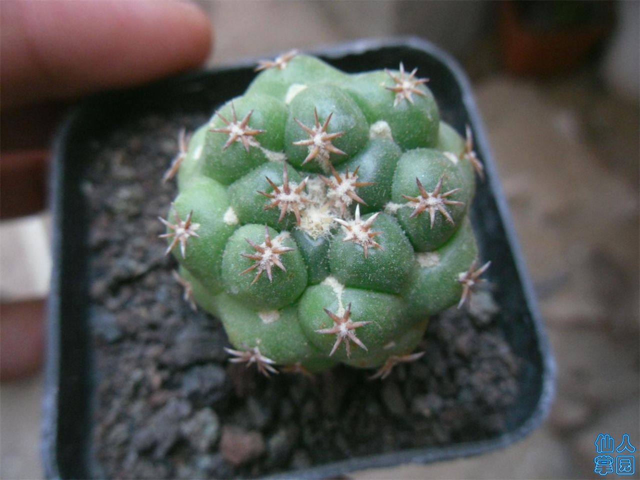 SDC12255.JPG