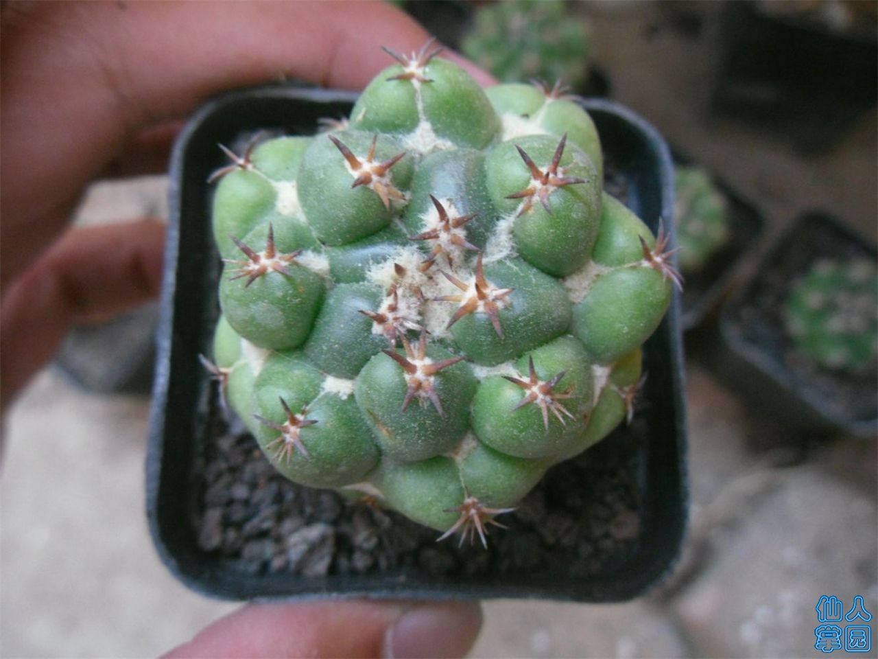 SDC12258.JPG