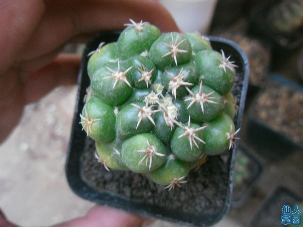 SDC12259.JPG