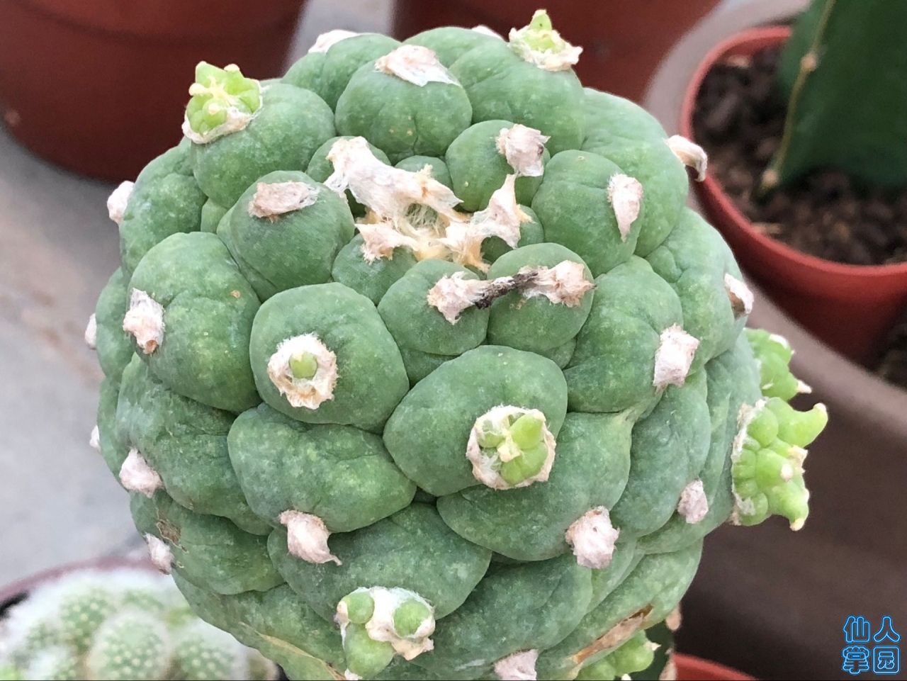 ͬϲ