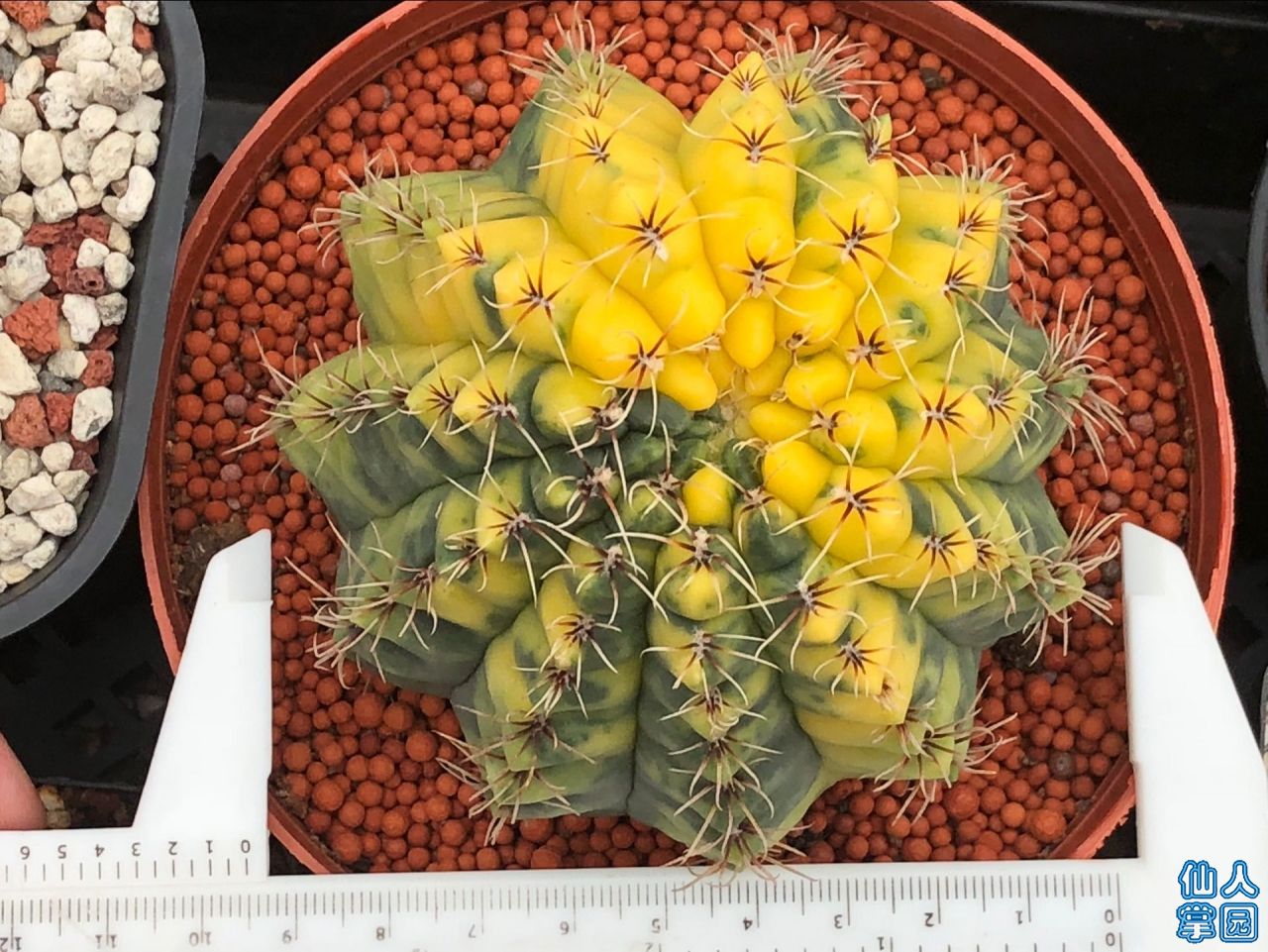 Ը系9-260