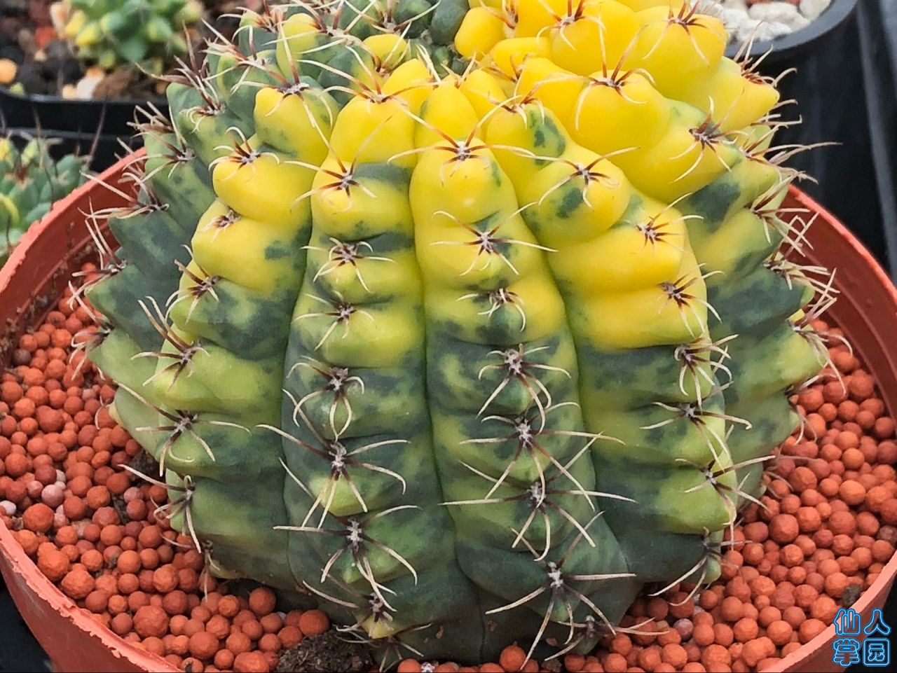 ͬϲ