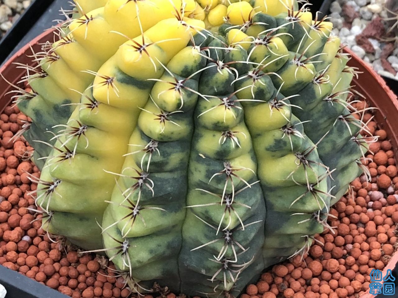 һ