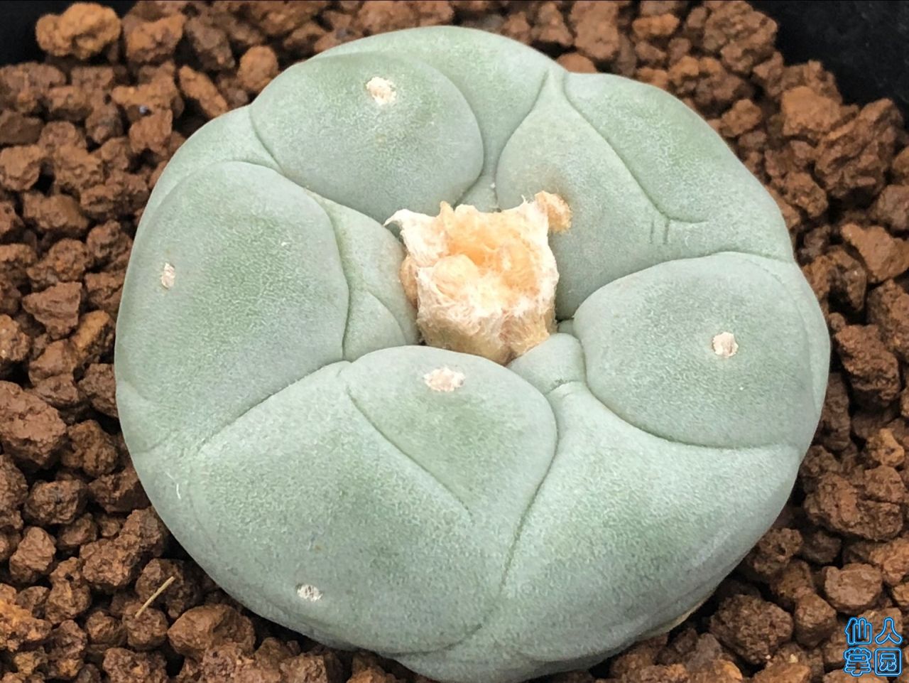 ͬϲ