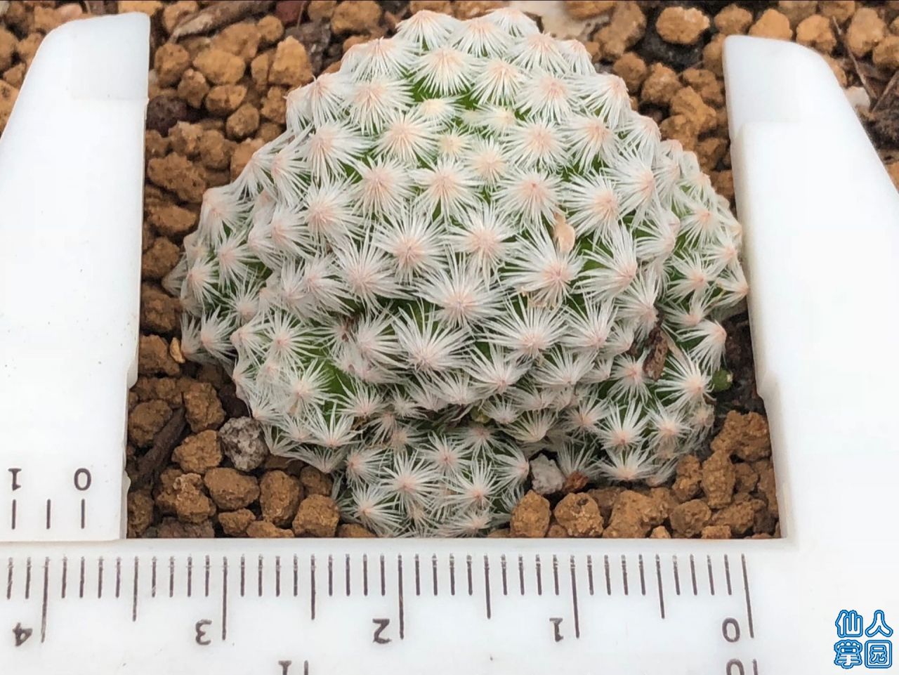 Ըͷ3.7-100