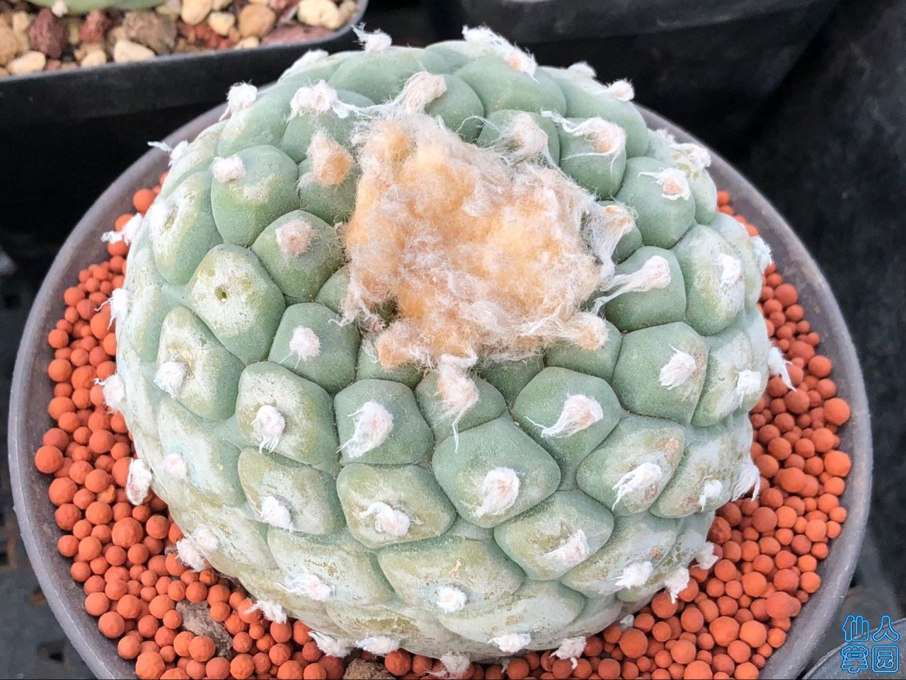 Ը8.5-1000
