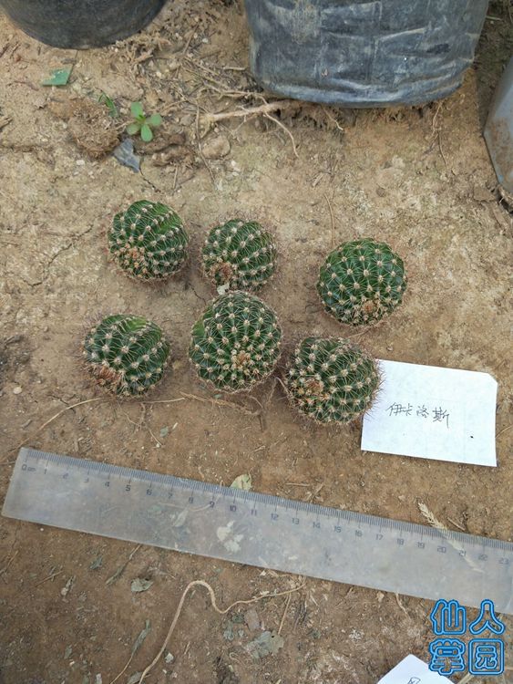 伊卡洛斯侧芽_?.jpg