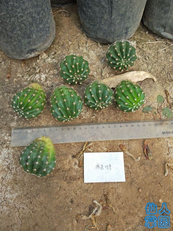 ?25侧芽_?.jpg