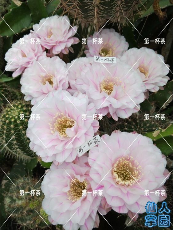 雅乐之舞