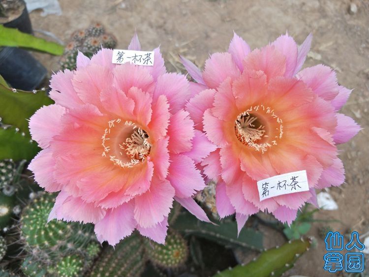 山脉天际线开花照_?.jpg