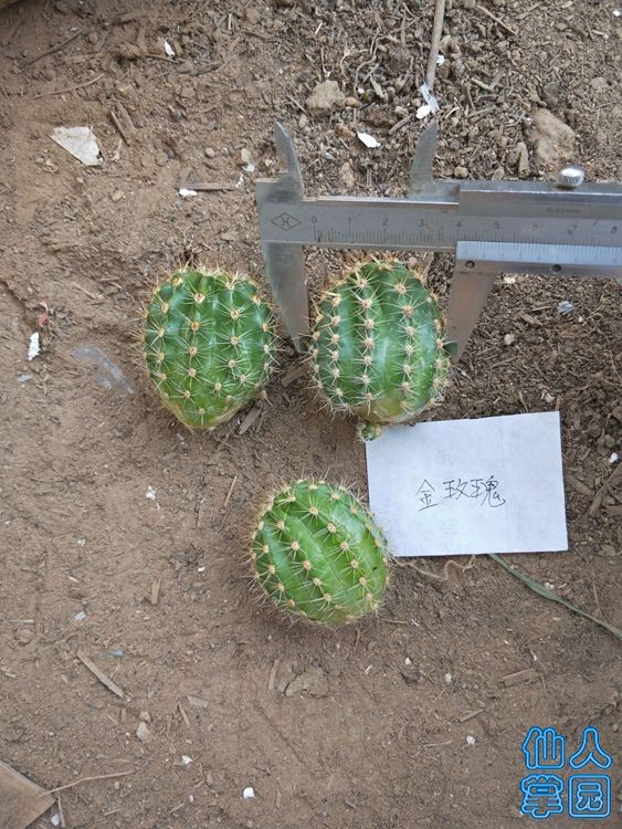 金玫瑰侧芽_?.jpg