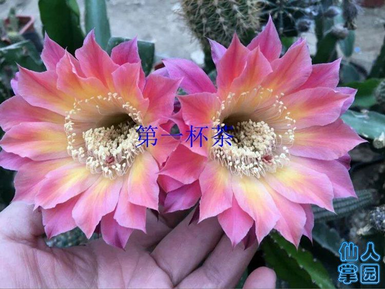 金玫瑰开花照_?.jpg