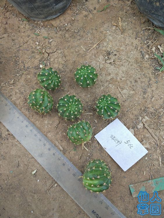56c侧芽_?.jpg