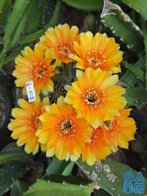 黄花金刚