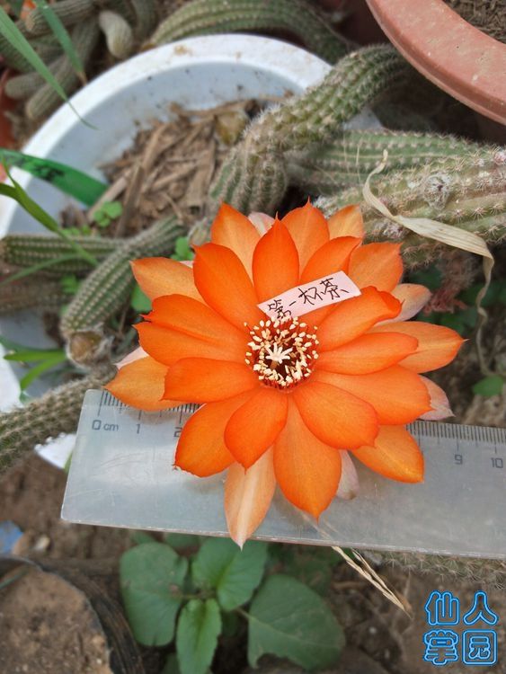 橙色大花白檀
