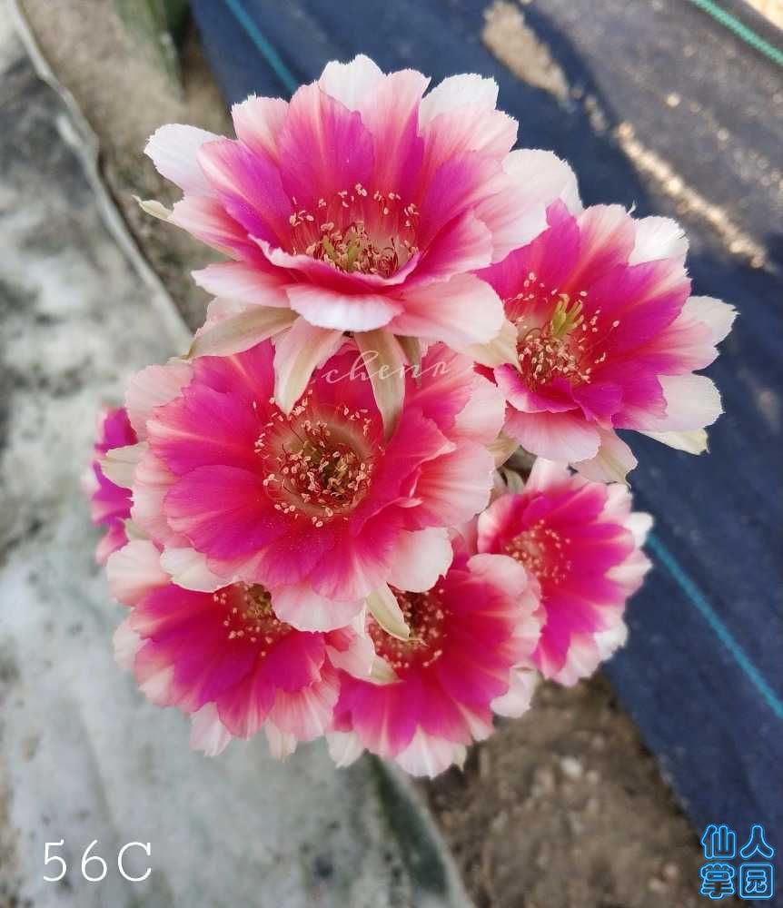 PicsArt_09-20-10.11.37.jpg