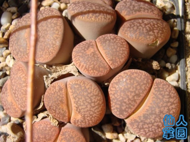日轮8头群生C46.JPG