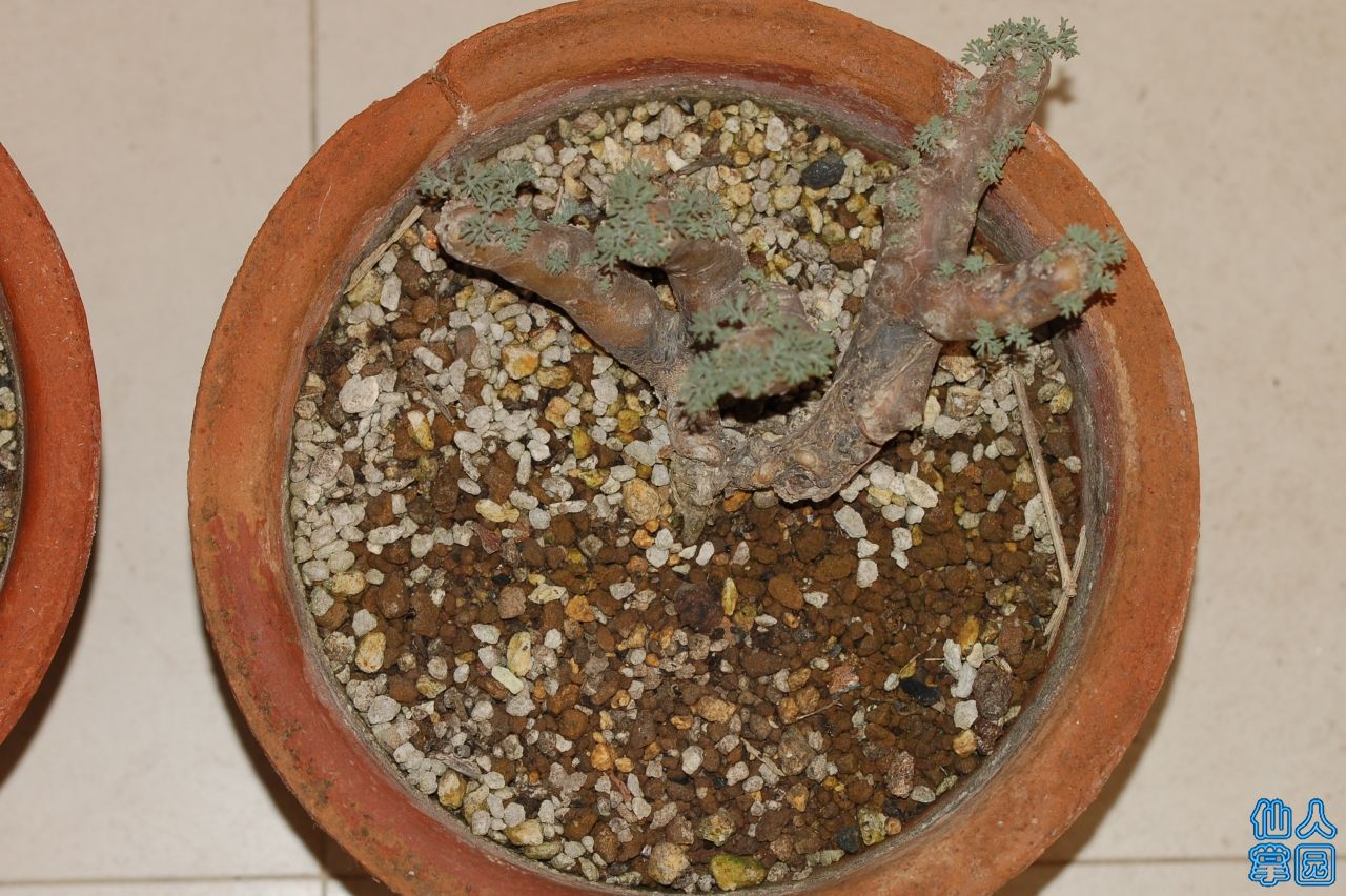 DSC_0002.JPG