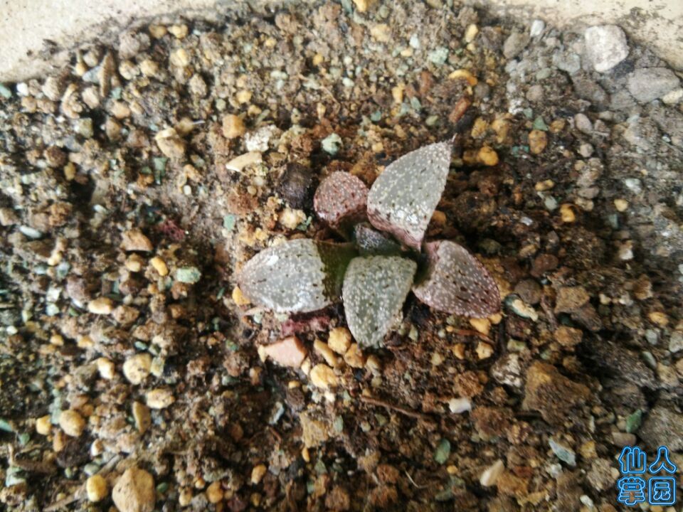 QQ图片20181021093213.jpg
