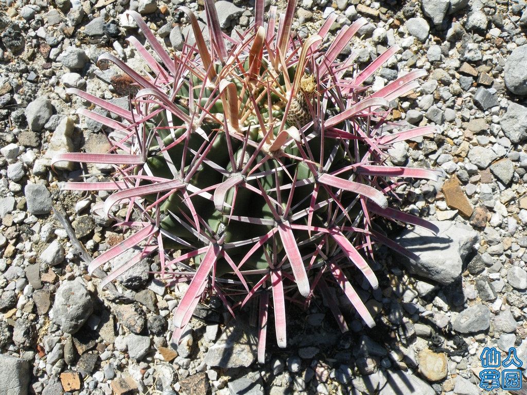  Ferocactus recurvus1.jpg