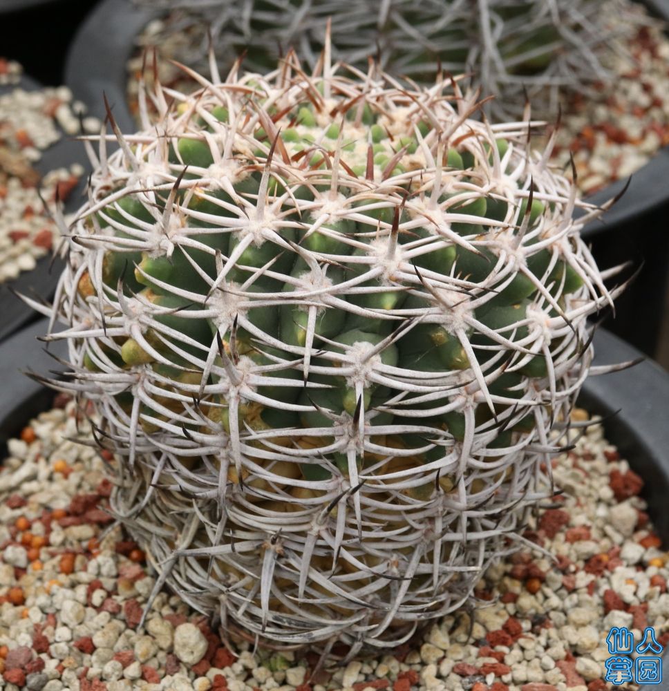 Gymnocalycium hybopleurum7.JPG