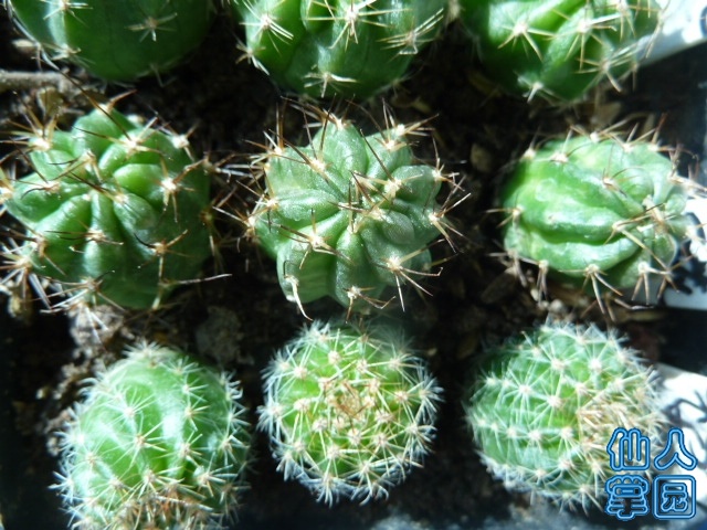 P1200140.JPG