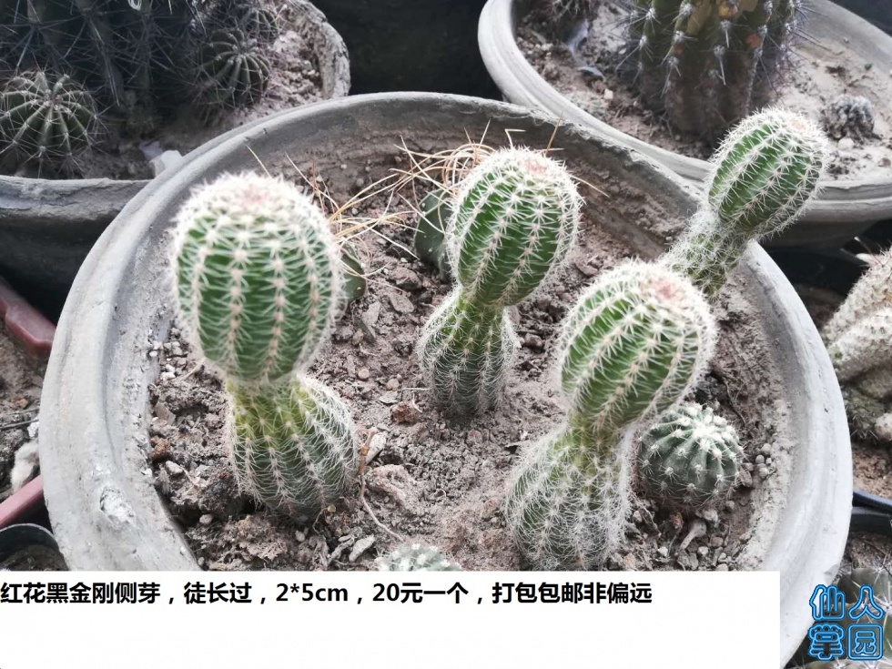 컨ڽմ.jpg