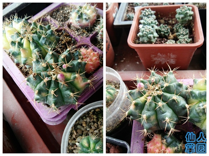 QQͼƬ20190521141340_.jpg